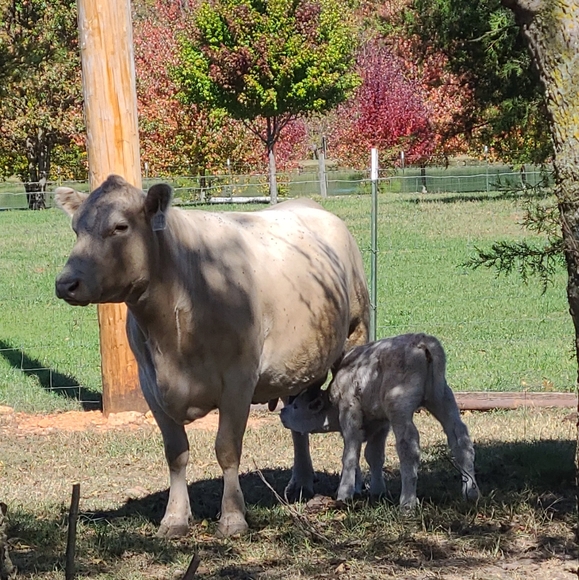 My Babies 😍❤ - Picture 13 of 13